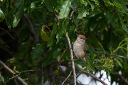 DPPhotography - Turkey - Blackcap - E