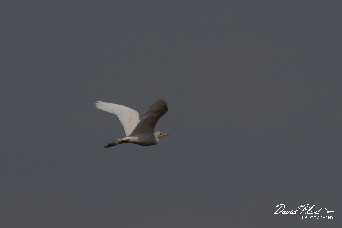 DPPhotography - Turkey - Cattle egret - A.jpg - Cattle egret - Koprucay River, Antalya, Turkey
