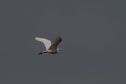 DPPhotography - Turkey - Cattle egret - A
