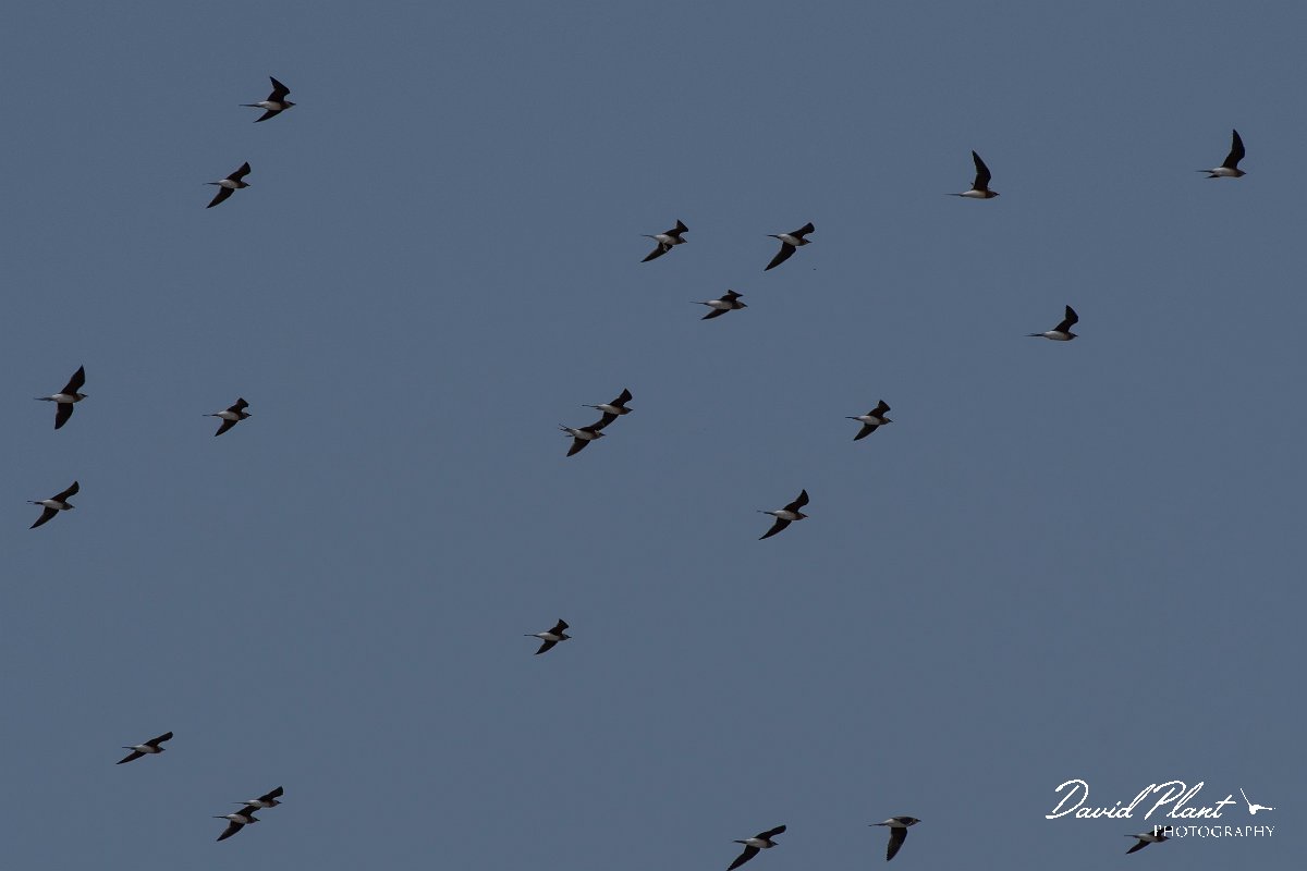 DPPhotography - Turkey - Collared pratincole - A.jpg - Collared pratincole - Koprucay River, Antalya, Turkey
