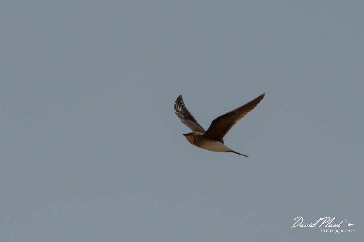 DPPhotography - Turkey - Collared pratincole - E.jpg - Collared pratincole - Land East of Manavgat River