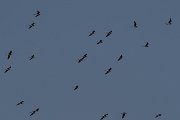 DPPhotography - Turkey - Collared pratincole - A