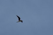 DPPhotography - Turkey - Collared pratincole - B