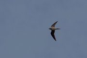 DPPhotography - Turkey - Collared pratincole - C
