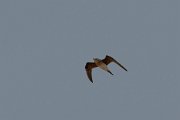 DPPhotography - Turkey - Collared pratincole - D