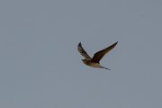 DPPhotography - Turkey - Collared pratincole - E