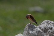DPPhotography - Turkey - Eurasian linnet - A