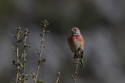 DPPhotography - Turkey - Eurasian linnet - C