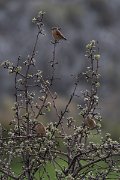DPPhotography - Turkey - Eurasian linnet - D
