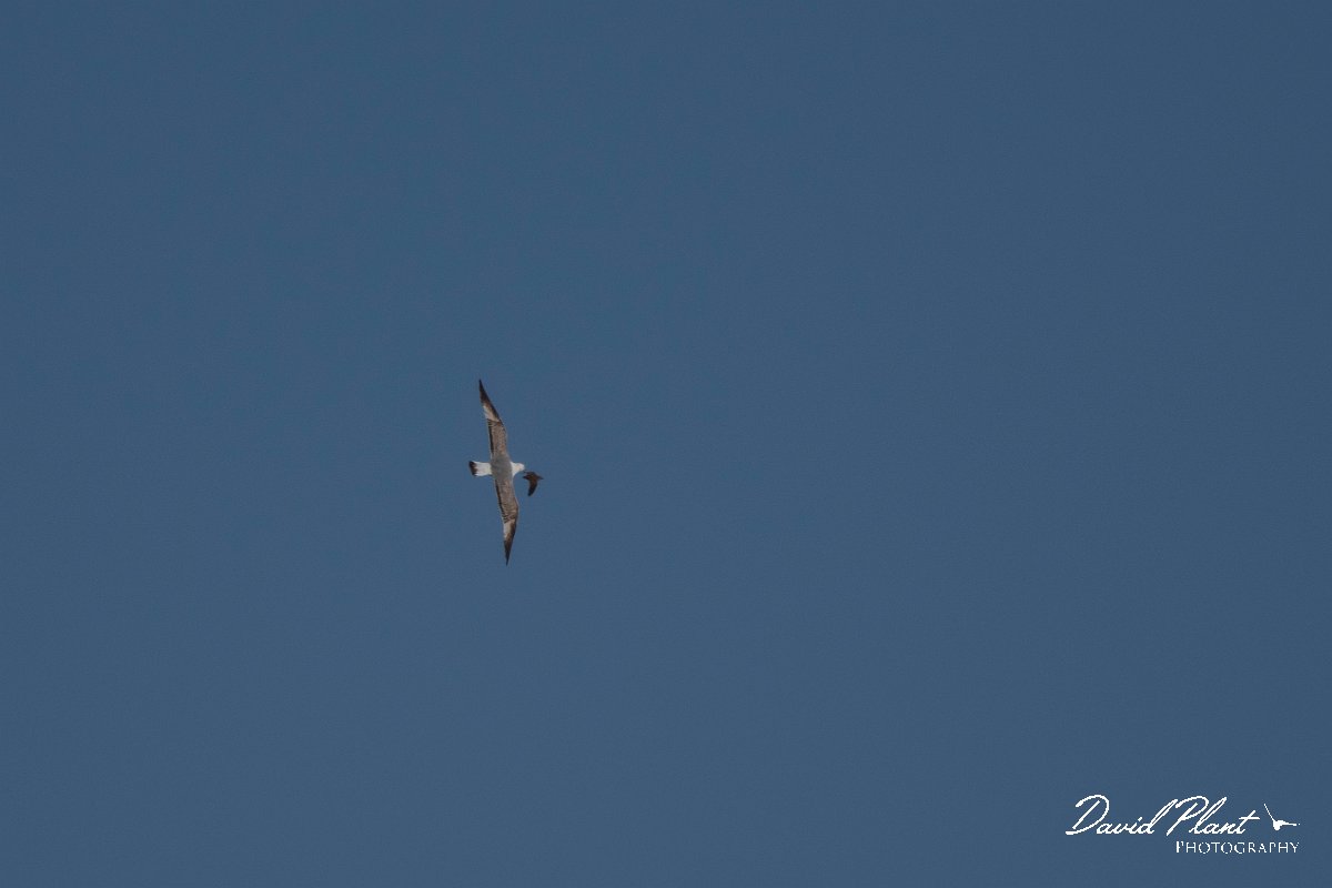 DPPhotography - Turkey - Common quail - C.jpg - Common quail chased by yellow-legged gull - Side ruins, Antalya, Turkey