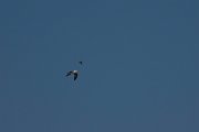 DPPhotography - Turkey - Common quail - A