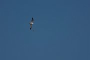 DPPhotography - Turkey - Common quail - B