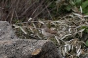 DPPhotography - Turkey - Common whitethroat - B
