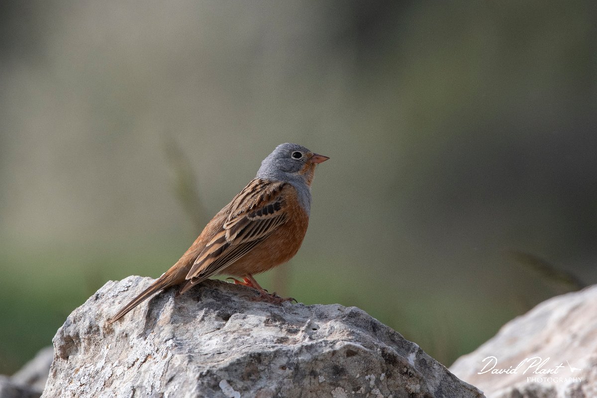 DPPhotography - Turkey - Cretzschmar's bunting - A.jpg - Cretzschmar's bunting - Cimikoy meadows, Antalya, Turkey