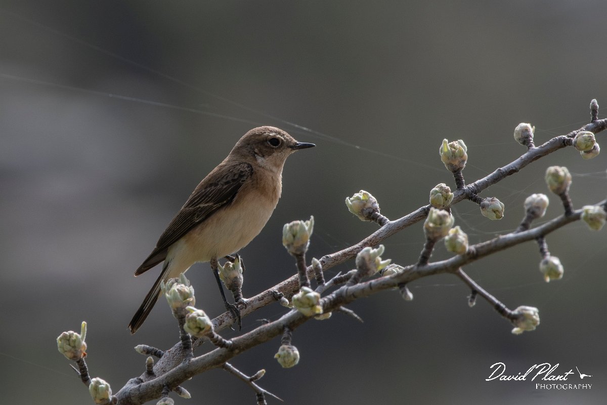 DPPhotography - Turkey - Eastern black-eared wheatear - A.jpg - Eastern black-eared wheatear - Cimikoy meadows, Antalya, Turkey