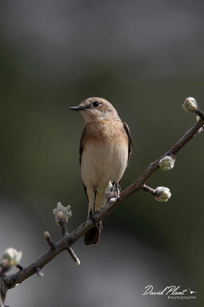 DPPhotography - Turkey - Eastern black-eared wheatear - B.jpg - Eastern black-eared wheatear - Cimikoy meadows, Antalya, Turkey