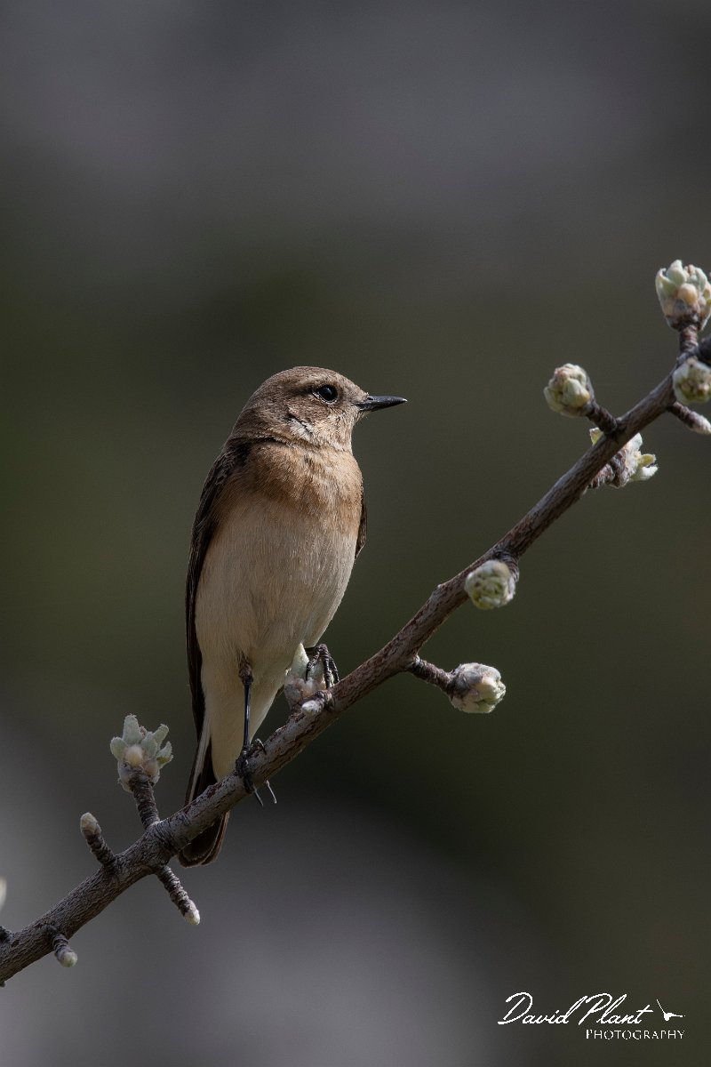 DPPhotography - Turkey - Eastern black-eared wheatear - C.jpg - Eastern black-eared wheatear - Cimikoy meadows, Antalya, Turkey