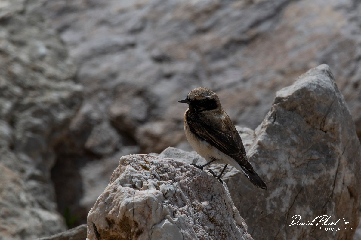 DPPhotography - Turkey - Eastern black-eared wheatear - D.jpg - Eastern black-eared wheatear - Cimikoy meadows, Antalya, Turkey