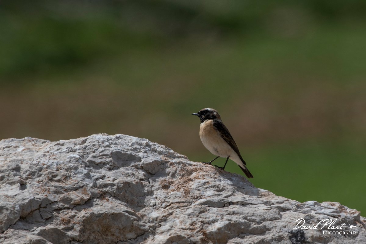 DPPhotography - Turkey - Eastern black-eared wheatear - E.jpg - Eastern black-eared wheatear - Cimikoy meadows, Antalya, Turkey