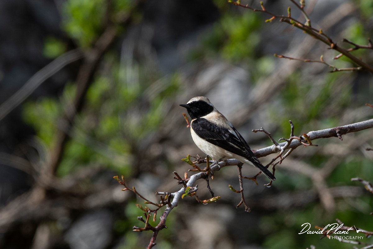 DPPhotography - Turkey - Eastern black-eared wheatear - G.jpg - Eastern black-eared wheatear - Cimikoy meadows, Antalya, Turkey