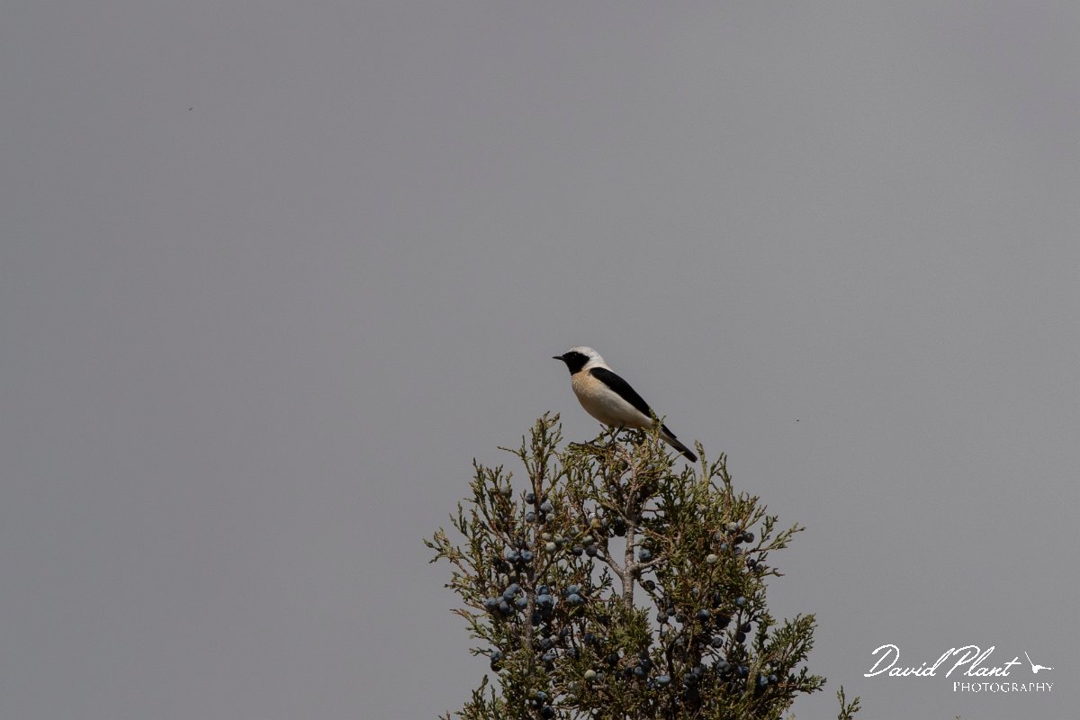 DPPhotography - Turkey - Eastern black-eared wheatear - H.jpg - Eastern black-eared wheatear - South of Korkuteli, Antalya, Turkey