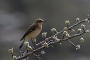 DPPhotography - Turkey - Eastern black-eared wheatear - A