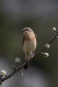 DPPhotography - Turkey - Eastern black-eared wheatear - B