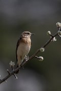 DPPhotography - Turkey - Eastern black-eared wheatear - C