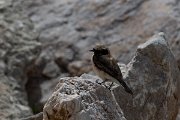 DPPhotography - Turkey - Eastern black-eared wheatear - D