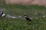 DPPhotography - Turkey - Eastern black-eared wheatear - F