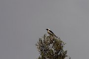DPPhotography - Turkey - Eastern black-eared wheatear - H