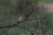 DPPhotography - Turkey - Eastern olivaceous warbler - A