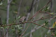 DPPhotography - Turkey - Eastern olivaceous warbler - B