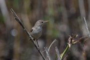 DPPhotography - Turkey - Eastern olivaceous warbler - C