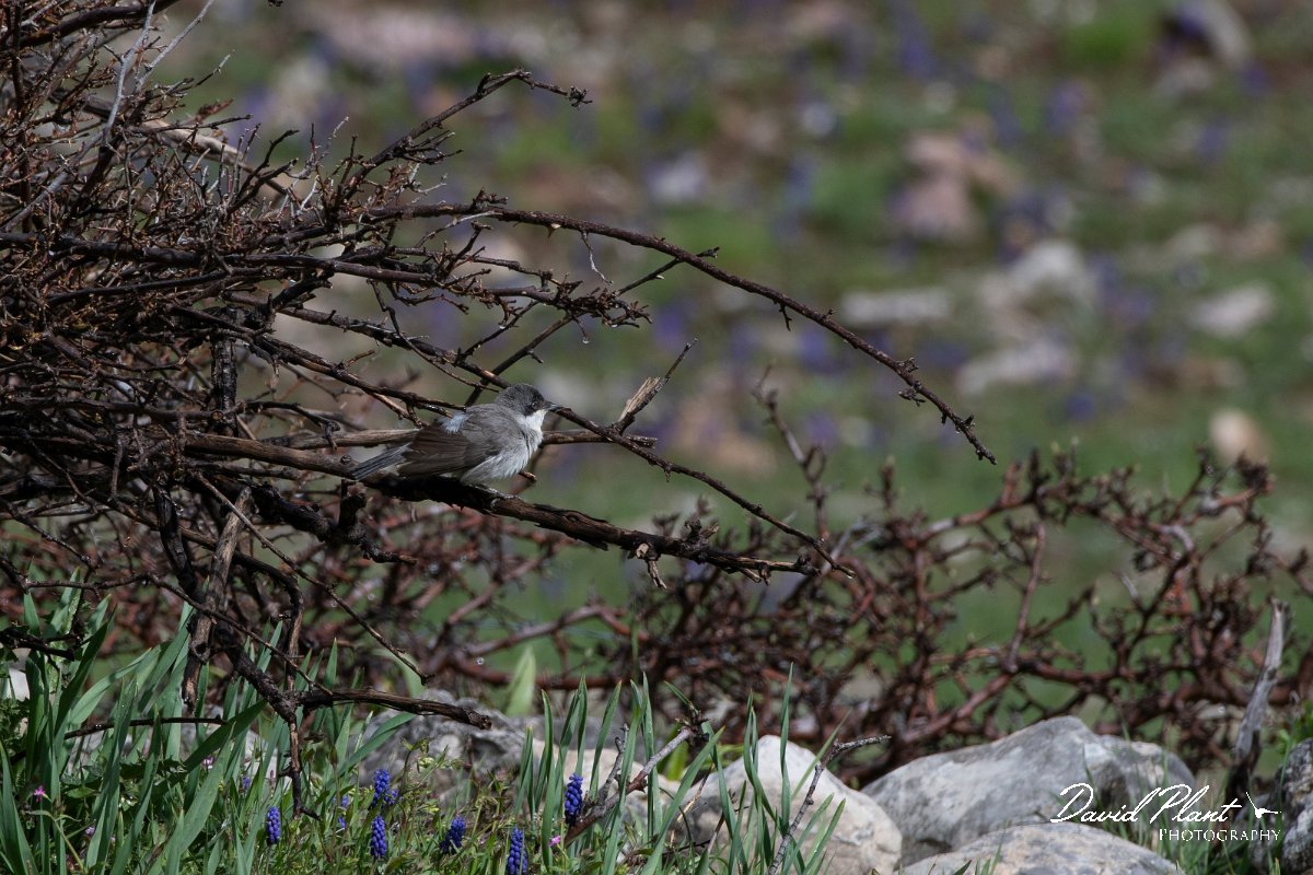 DPPhotography - Turkey - Eastern orphean warbler - A.jpg - Eastern orphean warbler - Cimikoy meadows, Antalya, Turkey