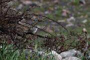 DPPhotography - Turkey - Eastern orphean warbler - A