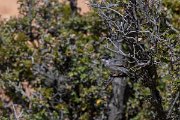 DPPhotography - Turkey - Eastern orphean warbler - B