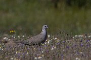 DPPhotography - Turkey - Eurasian collared-dove - A