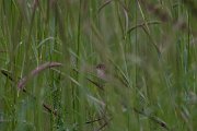 DPPhotography - Turkey - Eurasian reed warbler - B