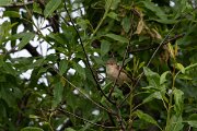 DPPhotography - Turkey - Eurasian reed warbler - C