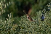 DPPhotography - Turkey - Eurasian reed warbler - D