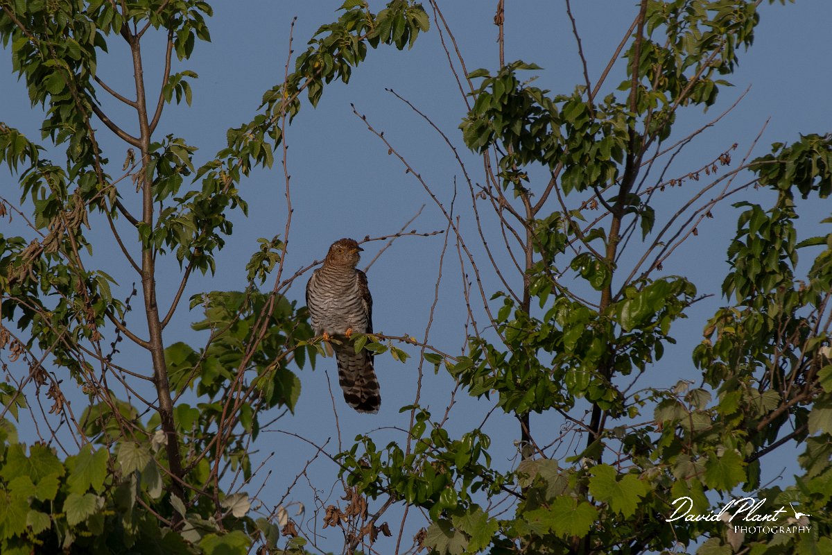 DPPhotography - Turkey - European cuckoo - A.jpg - European cuckoo - Land East of Manavgat River, Antalya, Turkey