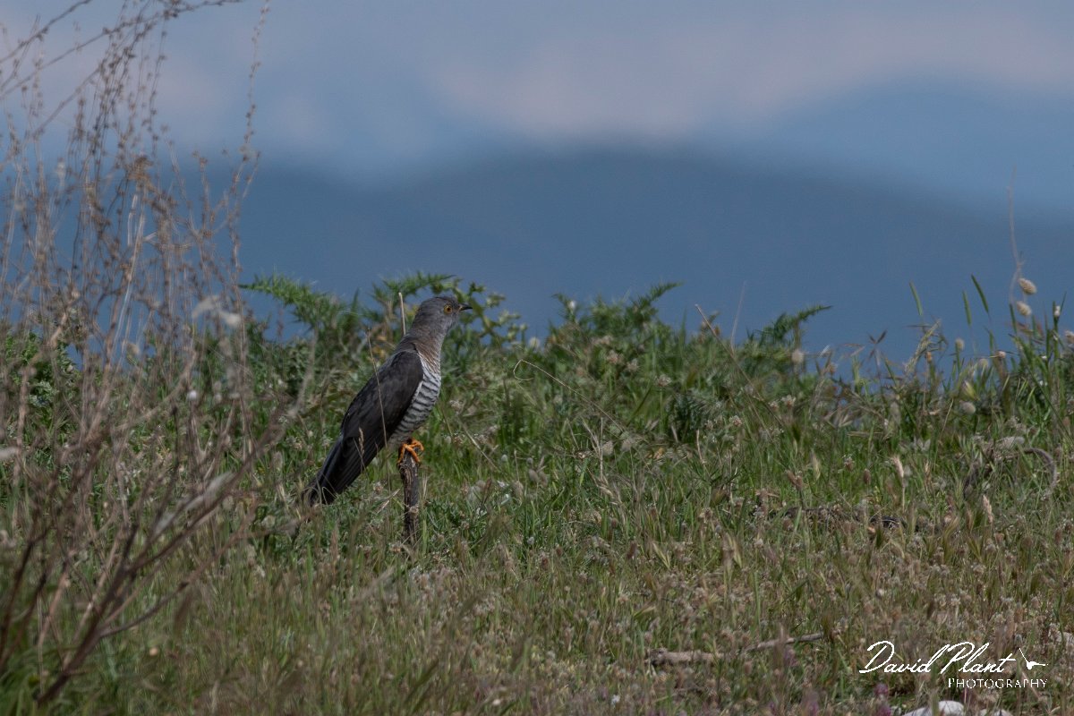 DPPhotography - Turkey - European cuckoo - B.jpg - European cuckoo - Land East of Manavgat River, Antalya, Turkey