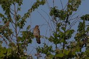 DPPhotography - Turkey - European cuckoo - A