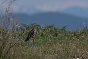 DPPhotography - Turkey - European cuckoo - B