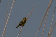 DPPhotography - Turkey - European greenfinch - B