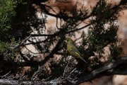 DPPhotography - Turkey - European greenfinch - D