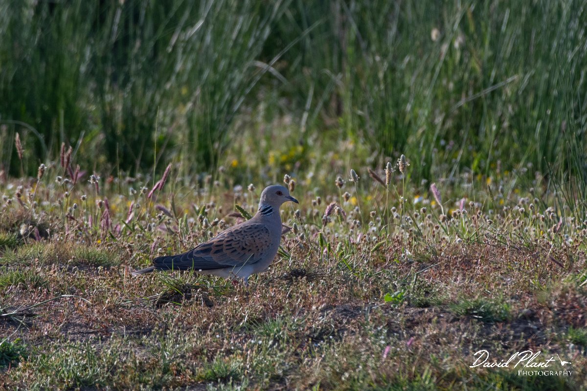 DPPhotography - Turkey - European turtle-dove - A.jpg - European turtle-dove - Land East of Manavgat River, Antalya, Turkey