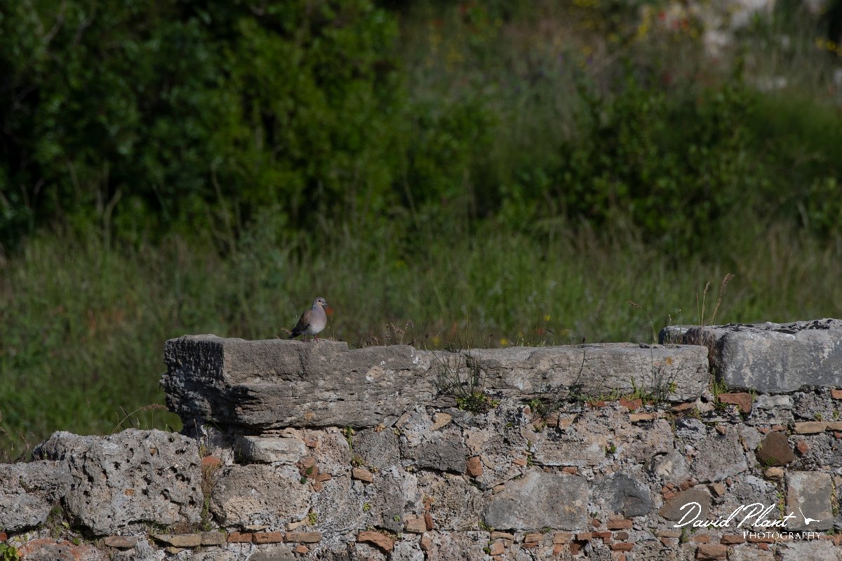 DPPhotography - Turkey - European turtle-dove - C.jpg - European turtle-dove - Side ruins, Antalya, Turkey
