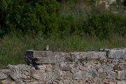 DPPhotography - Turkey - European turtle-dove - C